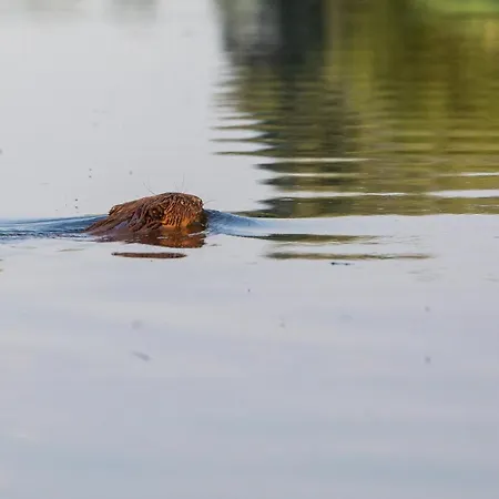 Haus An Der Peene Dom wakacyjny Neukalen